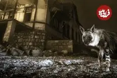 یک عکس استثنایی و وهم‌انگیز که بعد از 10 سال انتظار گرفته شد