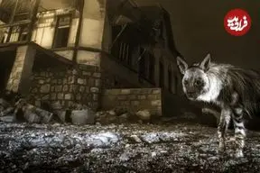 یک عکس استثنایی و وهم‌انگیز که بعد از 10 سال انتظار گرفته شد