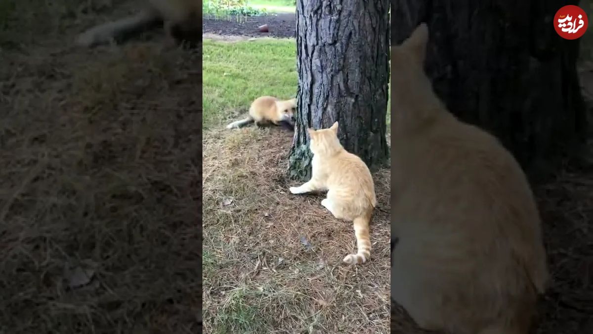(ویدئو) چک زدن پی در پی گربه شجاع به صورت روباه مزاحم