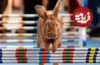 ببینید| مسابقات عجیب و بامزه؛ جام قهرمانی پرش خرگوش‌ها