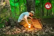 ببینید| فرآیند ساخت یک پناهگاه مخفی بین دو درخت بلوط در اعماق یک جنگل در اوکراین