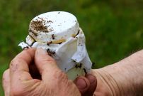 راز ماست خوشمزه به سبک بلغاری: فقط چند مورچه به شیر اضافه کنید