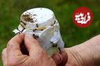 راز ماست خوشمزه به سبک بلغاری: فقط چند مورچه به شیر اضافه کنید