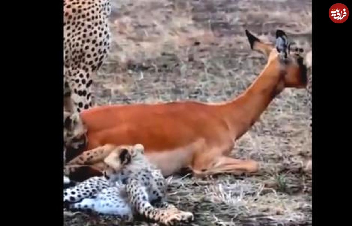 ( ویدیو) یوزپلنگ ماده درحال آموزش شکار به توله هایش 