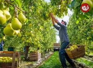 ببینید| فرآیند تماشایی برداشت هزاران تن گلابی در باغات کالیفرنیا آمریکا