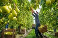 ببینید| فرآیند تماشایی برداشت هزاران تن گلابی در باغات کالیفرنیا آمریکا