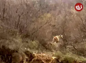 مشاهده ۳ قلاده خرس قهوه‌ای در این منطقه