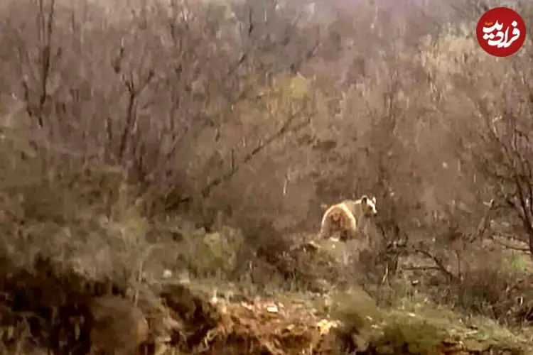 مشاهده ۳ قلاده خرس قهوه‌ای در این منطقه