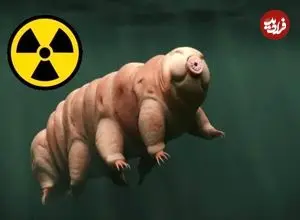 مقاومت انسان دربرابر تشعشعات هسته‌ای با کمک یک «موجود نامیرا»