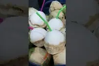 (ویدئو) مهارت خارق العاده این مرد جوان در بیرون کشیدن نارگیل از پوست