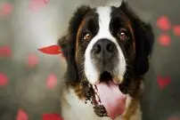 (ویدئو) واکنش دیدنی سگ به بوی بد کفش صاحبش 