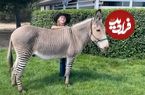 «زانکی»؛ جانور دورگه‌ای که هم «گور» است و هم «خر»