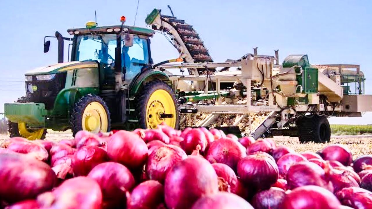 (ویدئو) چگونه کشاورزان آمریکایی «پیاز» را پس از برداشت، فرآوری می کنند؟