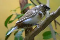 (ویدئو) ثبت لحظه اُپرا خواندن یک پرنده عجیب