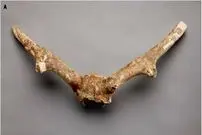 موجودی ناشناخته از دل یخ و زمان: فسیلی که تورنتو را شوکه کرد