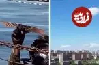ببینید| پهپادهای جدید چین به شکل پرندگان واقعی