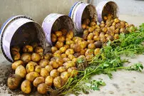 (ویدئو) با این ترفند به راحتی در منزل سیب زمینی پرورش دهید!