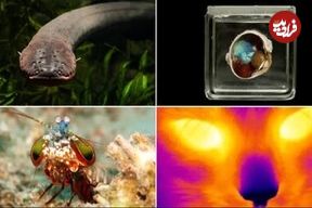 تصاویر| از شوک برقی تا دید حرارتی، با قدرت پنهان حیوانات آشنا شوید