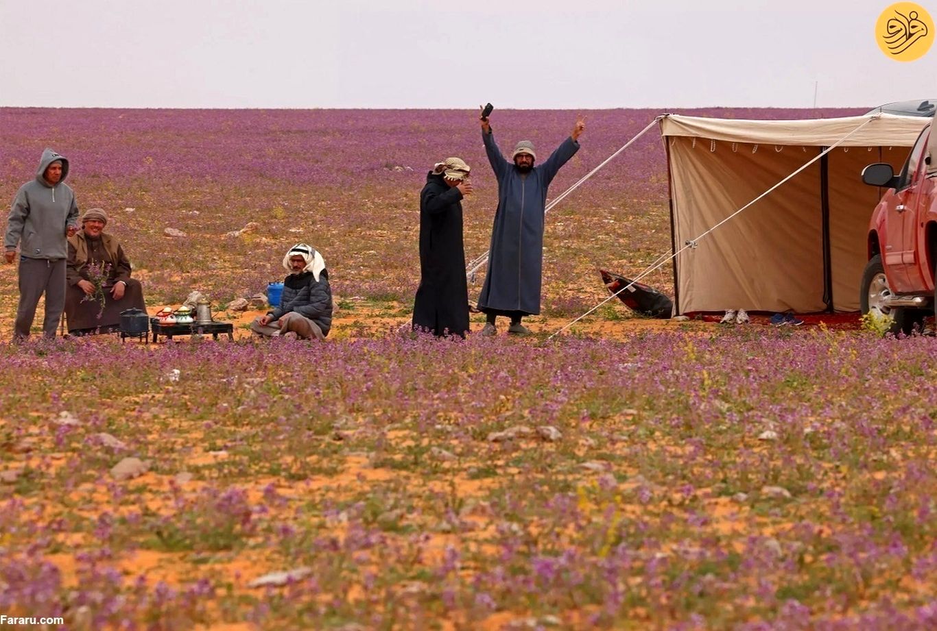 (ویدئو) دشت‌های شگفت‌انگیز اسطوخودوس در بیابان‌های عربستان
