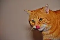 (ویدئو) حرکت خنده دار یک گربه؛ پریدن برای شکار پشه