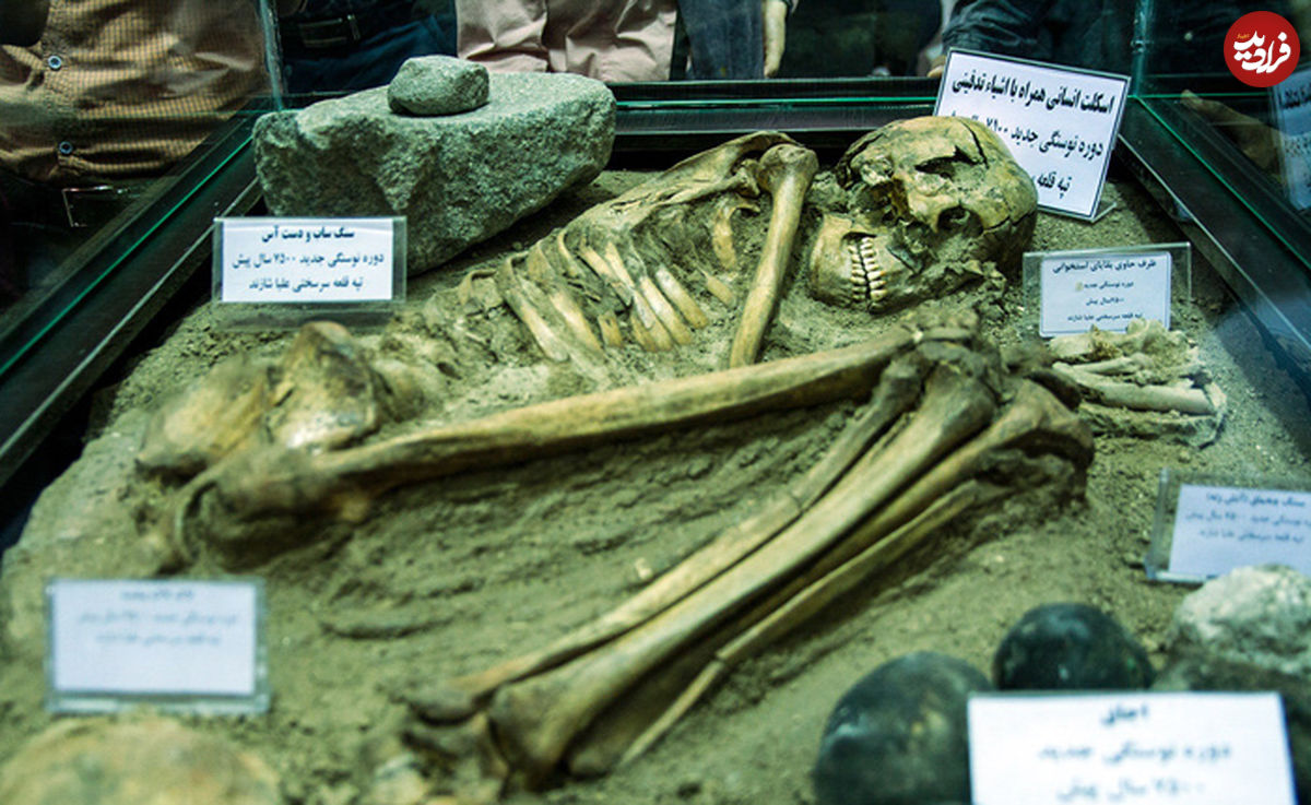 تصاویر/ رونمایی ازاسکلت۷۵۰۰ساله شازند