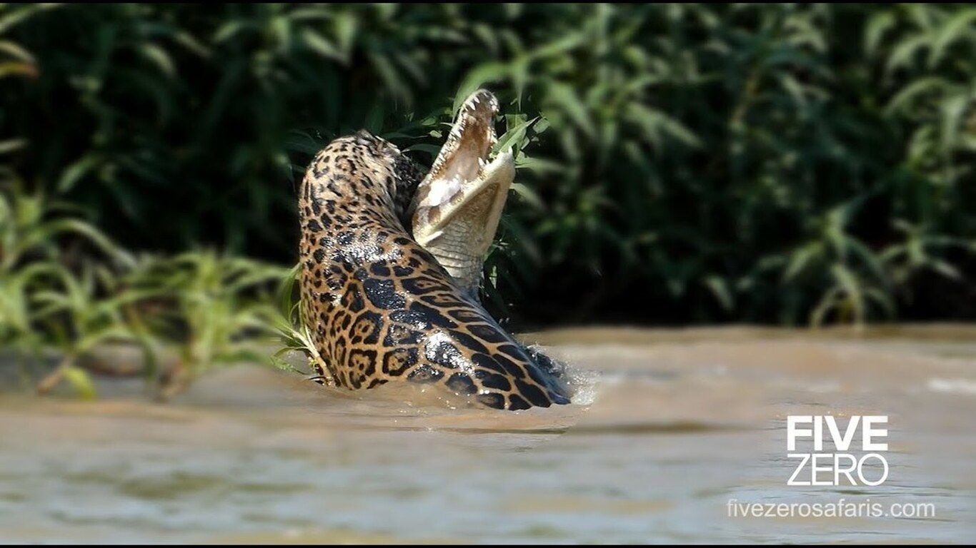 (ویدئو) جگوار به شکلی باورنکردنی تمساح را شکار کرد!