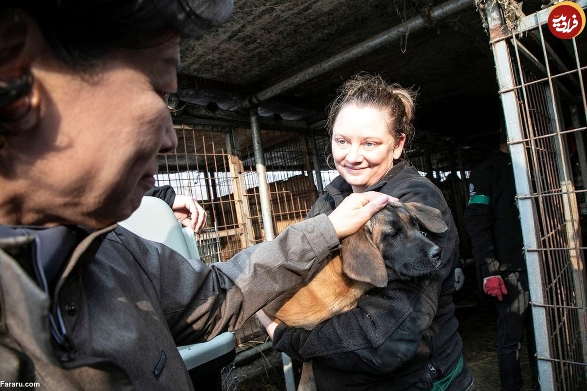 (ویدئو) نجات ۲۰۰ سگ در کره جنوبی که قرار بود خورده شوند