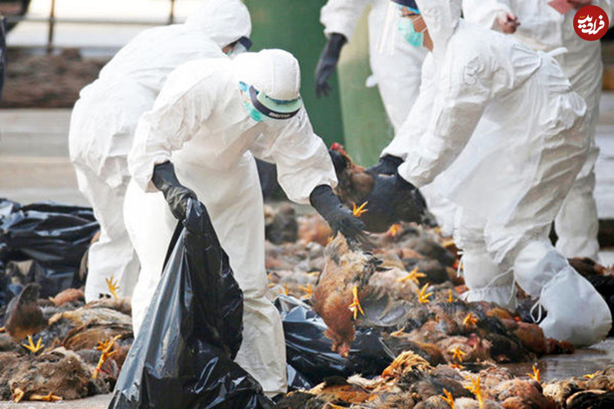 ثبت اولین ابتلا به آنفلوانزای مرغی جدید در چین
