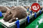 ببینید| چگونه هزاران تشی در مزارع چین پرورش و برای گوشت فرآوری می‌شوند؟