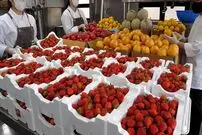 ببییند| غذای خیابانی در کره؛ تهیه آب میوه تازه با توت فرنگی، لیمو و گریپ فروت در سئول