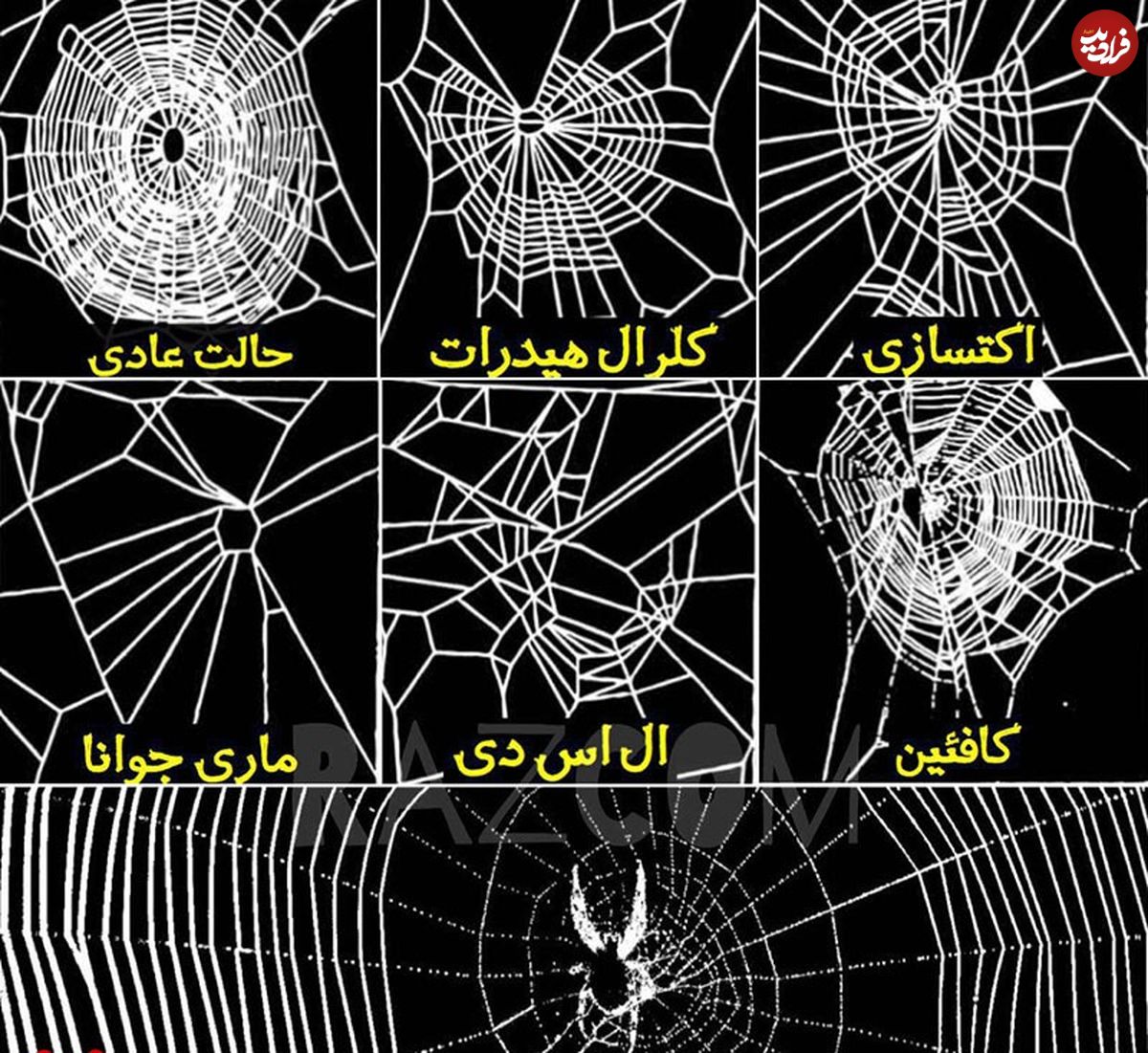 عکس/ تأثیرات عجیب مواد مخدر بر عنکبوت
