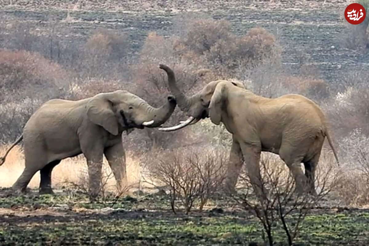 (ویدئو) مبارزه مرگبار و حماسی دو فیل نر عظیم الجثه!