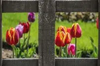 تصاویر/ باغ گل‌ها در کرج