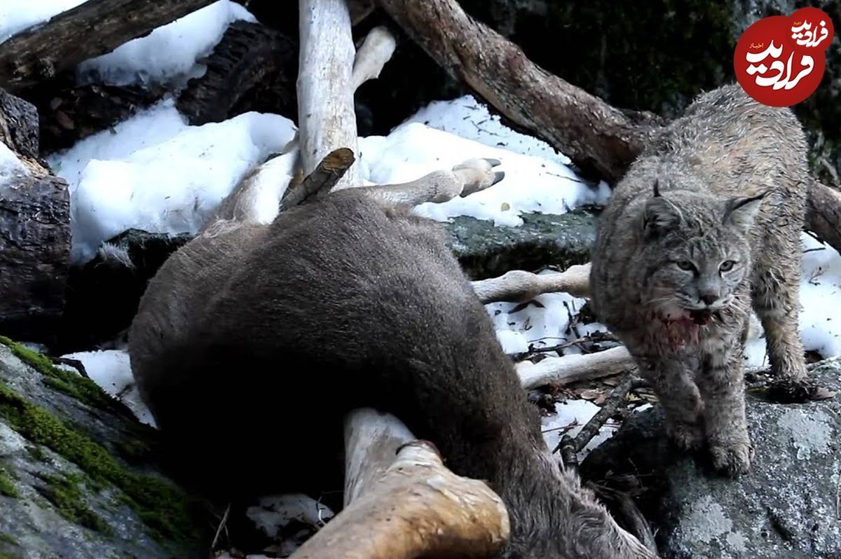 (ویدئو) سیاه گوش قلدر، یک گوزن ده برابر وزن خودش را شکار کرد!