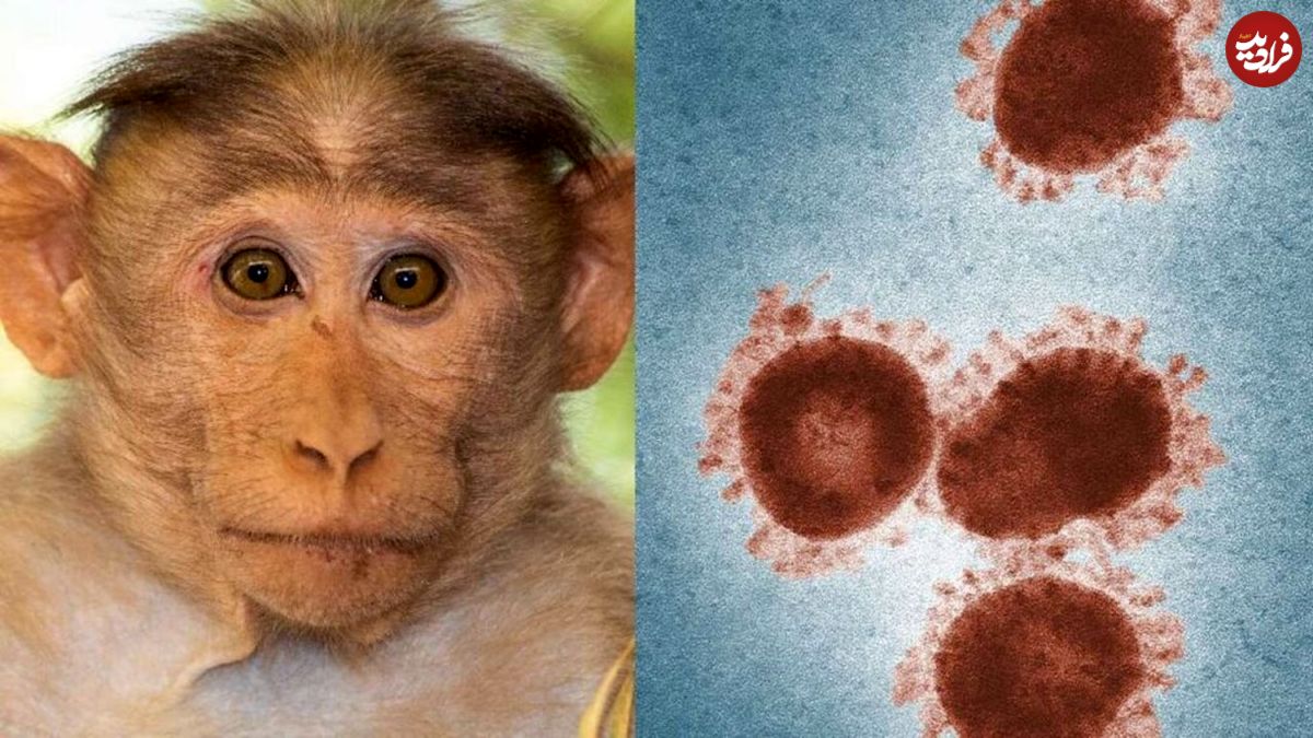 شناسایی ۶ بیمار مشکوک آبله میمون در ایران