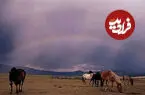 ببینید| رقص اسب‌های وحشی زیر رنگین‌کمان