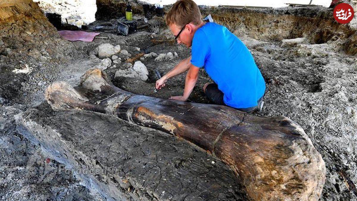 کشف استخوان دایناسور غول‌آسا در فرانسه