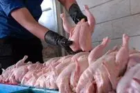 جزییات خرید مرغ پستی