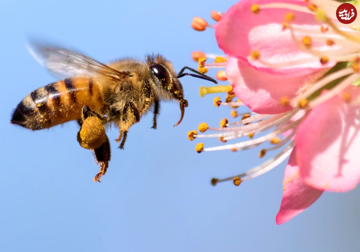 زنبورها آزمون ریاضی حل می‌کنند