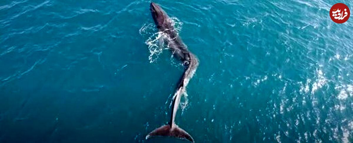 (ویدئو + عکس) عجیب، اما واقعی؛ نهنگی که اسکولیوز گرفته!