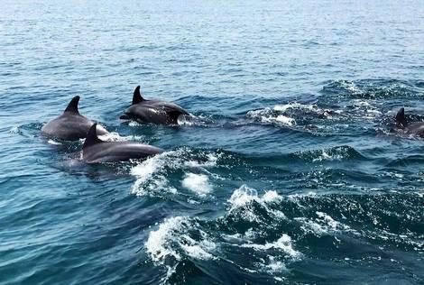 ( ویدیو) شنای دسته جمعی دلفین ها را ببینید 