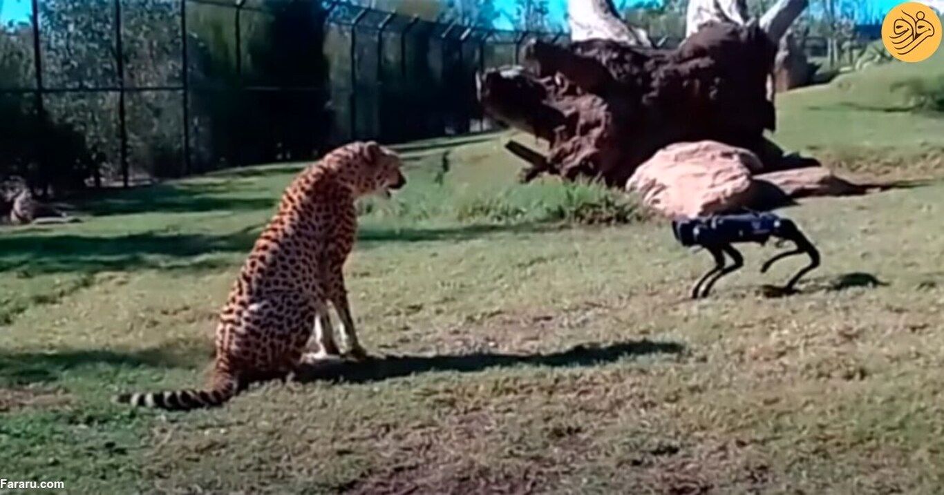 (ویدئو) واکنش دیدنی یوزپلنگ‌ها پس از دیدن یک سگ رباتیک!