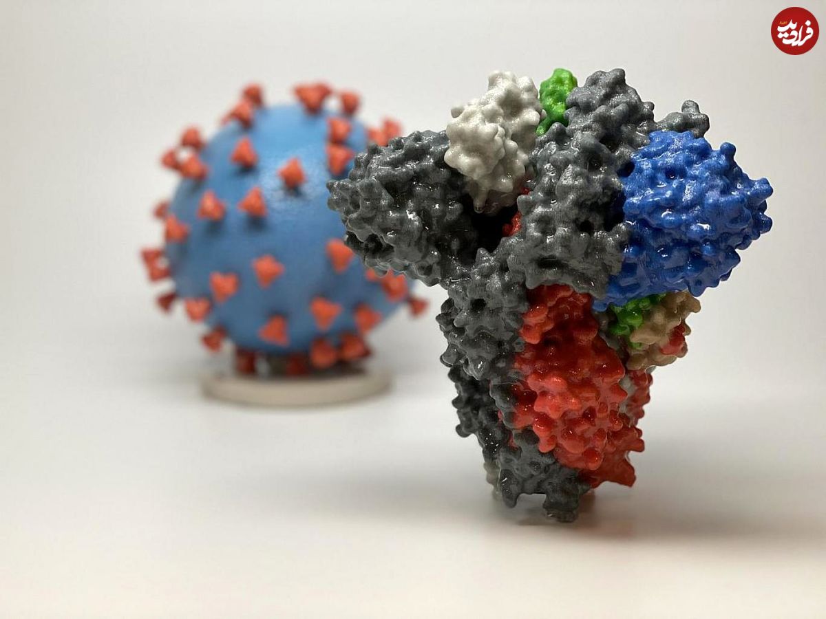 پروتئین انسانی؛ عامل افزایش قدرت ابتلای ویروس کرونا