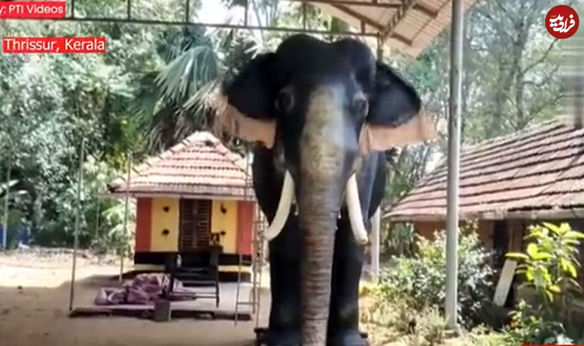 (ویدئو) فیل عجیب و عظیم الجثه رباتیک در معابد هند!