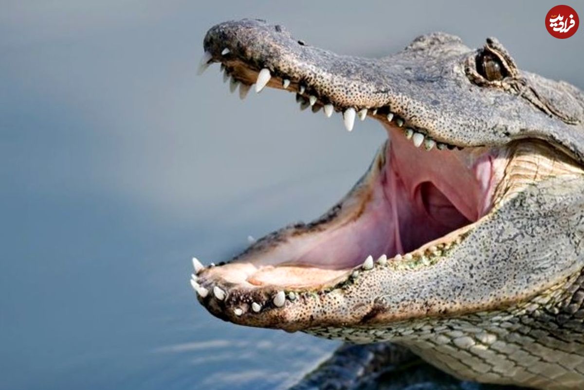 (ویدئو) حمله هولناک تمساح به شناگر بدشانس!