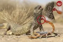 (ویدئو) جدال بزمجه و عقرب سیاه؛ خطرساز ترین عقرب جهان شکست خورد!