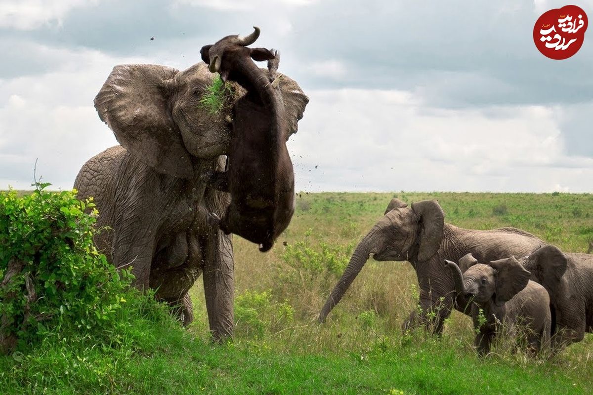 (ویدئو) واکنش دلهره‌آور فیل و بوفالو، وقتی از دست یکدیگر عصبانی می‌شوند!