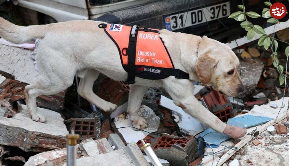 (ویدئو) مراسم عزاداری برای سگ امداد در ترکیه