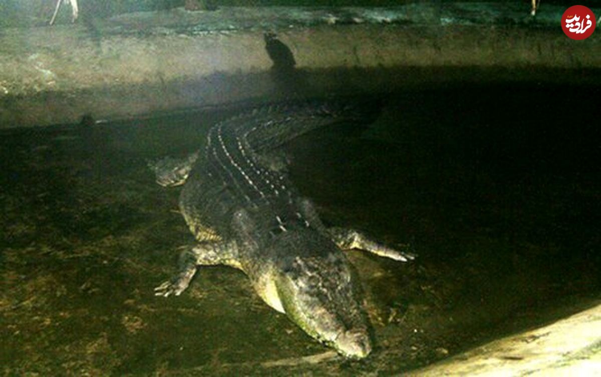(عکس) این تمساح رکورددار گینس است!