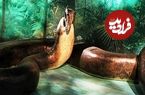 عکس؛ سر برآوردن مار ۹۰۰ کیلویی از خاک!